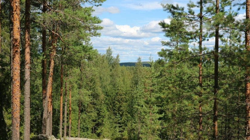 Füüsiline aktiivsus igapäevaelus